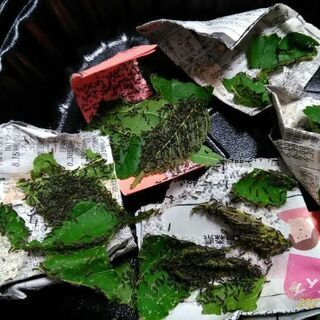 近くで桑の葉を探しています＆蚕の幼虫あげます