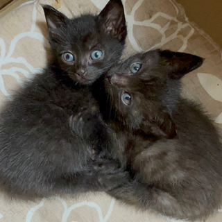 壁の間に閉じ込められていた！　生後1ヶ月黒猫兄弟♂ 炭治郎・すみくん