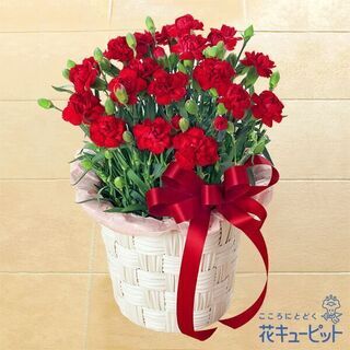 母の日のプレゼントに付き合っていただける方。