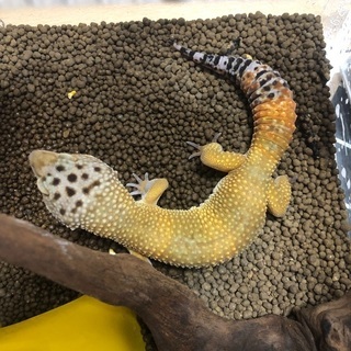 レオパ