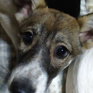 急募残り１ヶ月半年の子達