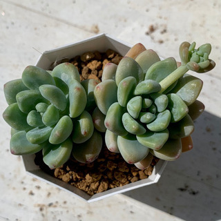 【ネット決済】 多肉植物 ロッティ ラウル