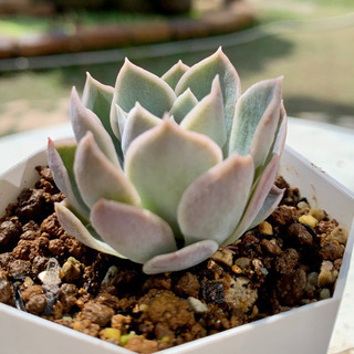 【ネット決済】 多肉植物 ルイーズの画像