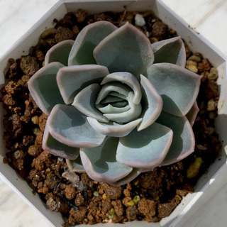 【ネット決済】 多肉植物 ルイーズの画像