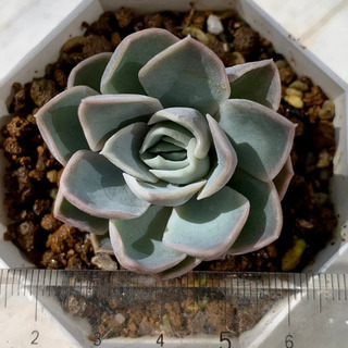 【ネット決済】 多肉植物 ルイーズ
