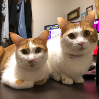 仲良し2人を一緒に迎えて下さい