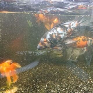 【お取引中】朱文金２０数cm×２匹、ミックス金魚２匹、６０cm水...