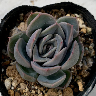 【ネット決済】 多肉植物 白雪姫