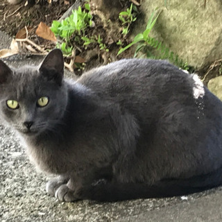 家族に迎えて下さい😿