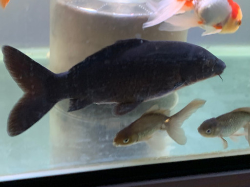 鯉　ブラックコメット(ほぼ鯉)まとめて