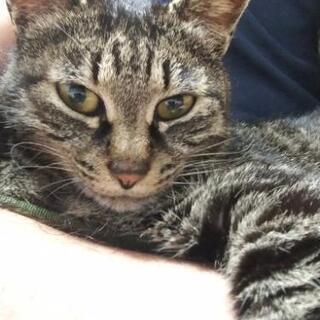保護猫です