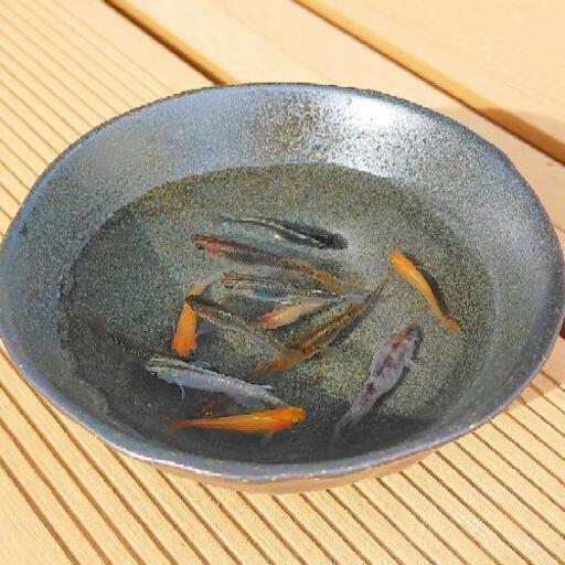 【お譲り先決まりました！】朱系、濃色系、柄物系　選別外メダカ　色々アソート10匹＋おまけα