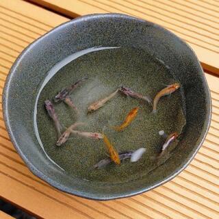 【お譲り先決まりました！】『透明鱗三色』選別外メダカ　若魚〜成魚サイズ10匹＋α　その①の画像