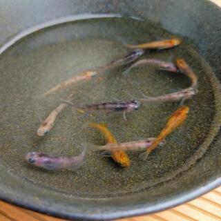 【お譲り先決まりました！】『透明鱗三色』選別外メダカ　若魚〜成魚サイズ10匹＋α　その①の画像
