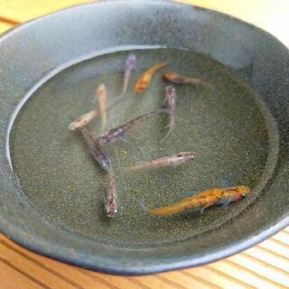 【お譲り先決まりました！】『透明鱗三色』選別外メダカ　若魚〜成魚サイズ10匹＋α　その①の画像