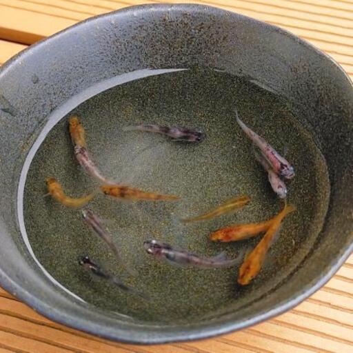 【お話し中】『透明鱗三色』選別外メダカ　若魚〜成魚サイズ10匹＋α　その②