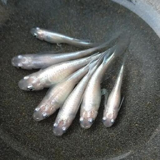 【お譲り先決まりました！】『ホワイトパール天女の舞』の選別外メダカ若魚〜成魚サイズ7匹＋おまけ1匹