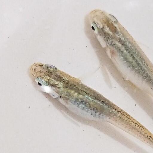 初出品!!『虹凪』メダカの有精卵　20個＋α