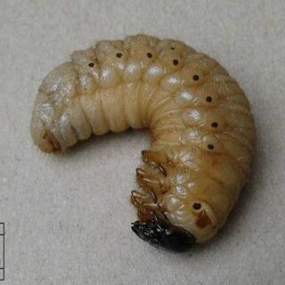 カブトムシ幼虫