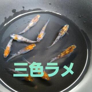 【めだか屋こう】メダカ　入れ替えのため、まとめ売りの画像