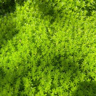セダム　グランドカバー　多肉植物　たっぷり約500g