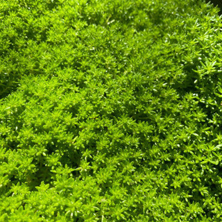 セダム　グランドカバー　多肉植物　たっぷり約500gの画像