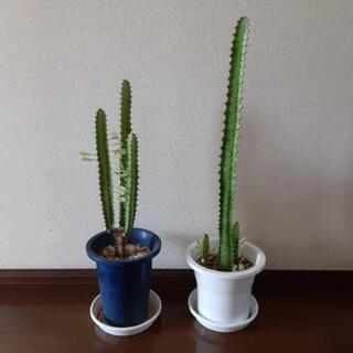 ユーホルビアゴールドゴースト

　２鉢セット　多肉植物