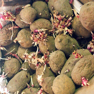 デストロイヤー種芋　500g