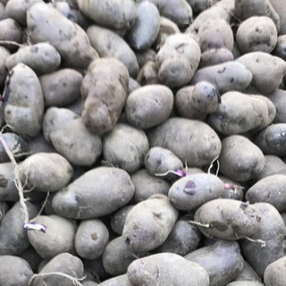 シャドークイーン種芋　500g