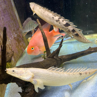 0円！中型熱帯魚あげます　決まりました！の画像