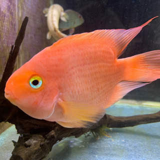 0円！中型熱帯魚あげます　決まりました！の画像