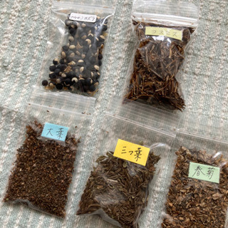 吉祥草の苗、その他花の種など（お家時間用に！）の画像
