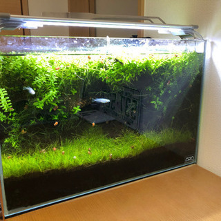 水槽　水草　生体　レイアウト用品