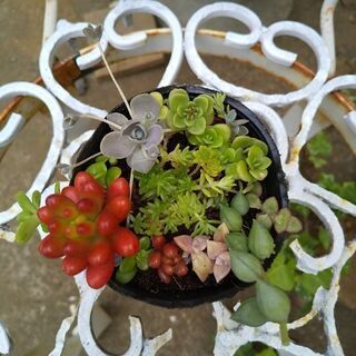 多肉植物要りませんか❗️