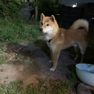 柴犬　男の子