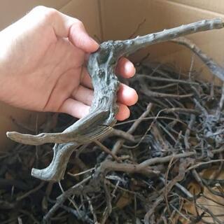 アク抜き済み❗ブランチ 枝 流木 Sサイズ (グレーブランチ ソネケミファ )の画像