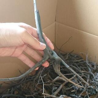 アク抜き済み❗ブランチ 枝 流木 Sサイズ (グレーブランチ ソネケミファ )の画像