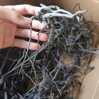 アク抜き済み❗ブランチ 枝 流木 Sサイズ (グレーブランチ ソネケミファ )の画像