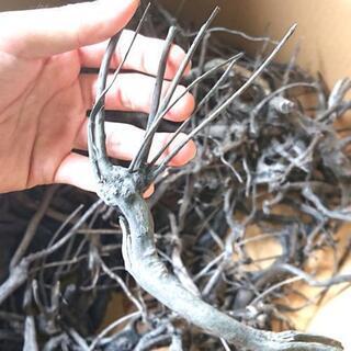 アク抜き済み❗ブランチ 枝 流木 Sサイズ (グレーブランチ ソ...