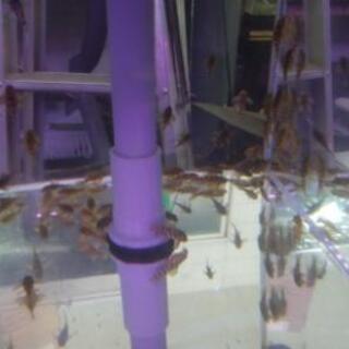 小型プレコ