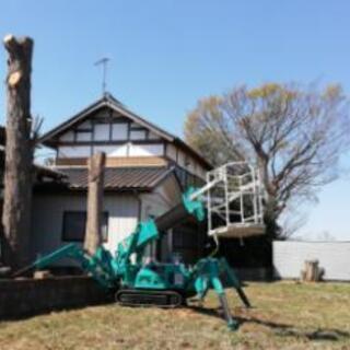 植木の伐採。伐採処分。 - 地元のお店
