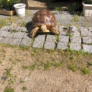 ケヅメリクガメオス