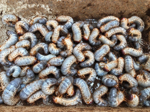 カブトムシ 幼虫 90匹セット 【公式通販】