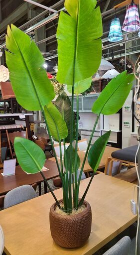 【愛品館市原店】人工観葉植物 グリーン　オーガスタ約127cm