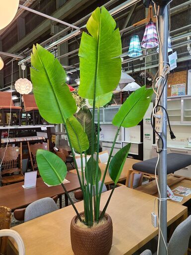 【愛品館市原店】人工観葉植物 グリーン　オーガスタ約127cm