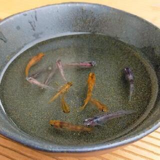 【お譲り先決まりました！】『透明鱗三色』選別外メダカ　若魚〜成魚サイズ10匹＋α　その①の画像
