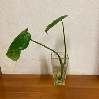 モンステラ