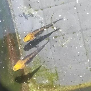GWめだか祭り　2日目