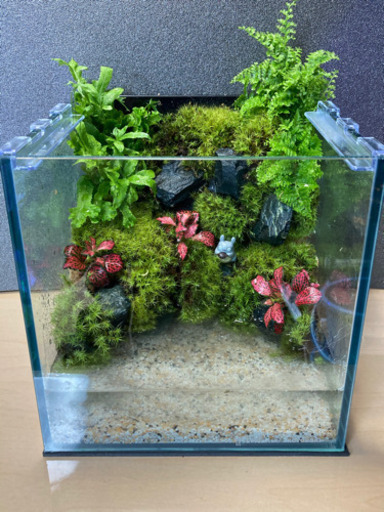 メダカ飼育にオススメ！コケリウム・テラリウム完成品