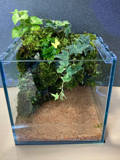 メダカ飼育にオススメ！！コケリウム・テラリウム完成品！